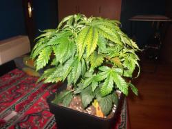 DSCF3859.JPG