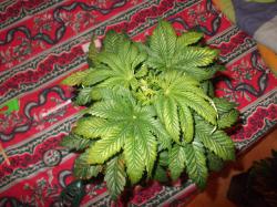 DSCF3861.JPG