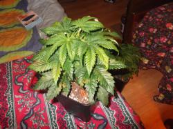 DSCF3864.JPG