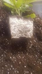 20170227_155521.thumb.jpg.8f90e73d13d77b2f4407bcab4352df73.jpg