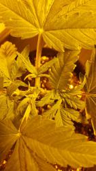 20170228_183105.thumb.jpg.c9c42beb2dfe75bd6321a198b71f497d.jpg
