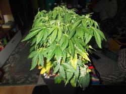 DSCF3900.JPG