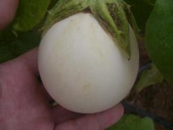 berenjena_blanca.thumb.jpg.31a51968a7ee7c636f5318d90e0532ed.jpg