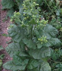 nicotiana_rustica.thumb.jpg.86c343f963b39a87f79841cc34554b74.jpg