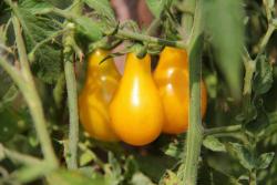 tomate_bombilla_amarillo.thumb.jpg.f291d5b43517c658f10af56939d768b2.jpg