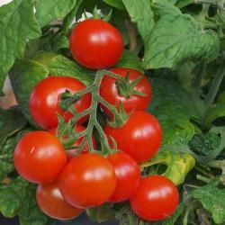 tomate_cereza_rojo.thumb.jpg.a0b15bf504fee1b9e07a223da1577b24.jpg