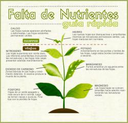 Falta-de-nutrientes-en-las-plantas.jpg