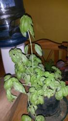 IMG-20170521-WA0000.jpg