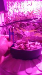 20170602_110524.thumb.jpg.d66de557e84fa2e2bdbcf4a73ec9769b.jpg