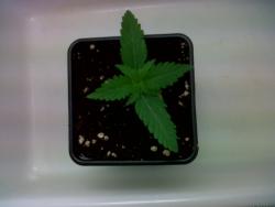 593bec2175af0_GreenPoisonB(3).thumb.jpg.1ad1331f628c5c459c6d0274757c1750.jpg
