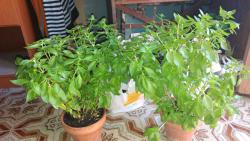 20160824_094918.jpg