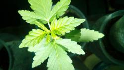 IMG_20170709_104559.jpg