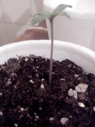 IMG_20170712_192347.jpg