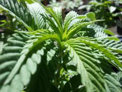 cannabis-400832_1920.thumb.jpg.719ebf6eb8e696144709a8da522a7a35.jpg