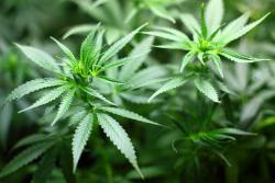 marihuana.thumb.jpg.300b2b441e42a35473df01ca41c71257.jpg