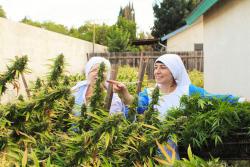 monjas-california-marihuana.thumb.jpg.55544308ad58bb6a849aebdb31b611e0.jpg