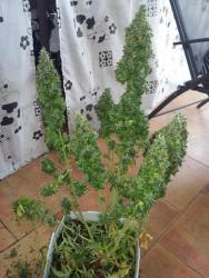 20170815_171116.jpg