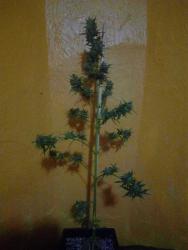DSC_0332.thumb.JPG.d870cce736c6e6547634703bfbd64c6d.JPG