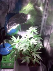 IMG-20170331-01199.thumb.jpg.aaa48ad31231be0b267845bbb4c6b0df.jpg