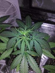 IMG_20170909_002426.thumb.jpg.513a7b69cfd4653bada7ec92da162d16.jpg