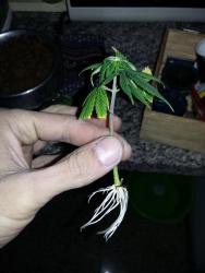 20171114_193907.thumb.jpg.4f47a841a12b27464bec9504fe06c930.jpg