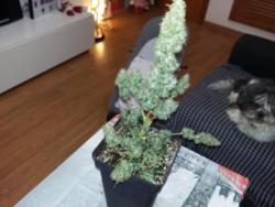 20171129_225243.jpg