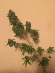 IMG_0584.thumb.JPG.518dcab0c70330a47ce1eb5af65c22c3.JPG