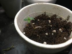 IMG_0905.thumb.JPG.01b144b75160e199e0816b50826ae29b.JPG