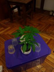 IMG_20171105_235116360.thumb.jpg.befa8513aced13bddcd225ef934cc134.jpg
