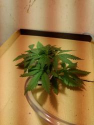IMG_20171107_222555826.thumb.jpg.60fae41b4d2f7e4612cad4c0c5d3b263.jpg