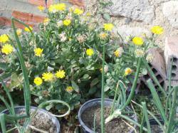 calendula_01.thumb.jpg.f5fa64d6c6625291be3ca4c093311f49.jpg