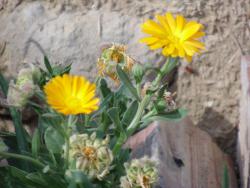 calendula_02.thumb.jpg.302c358c7d3f1939f3f7f0dcef11f0ed.jpg