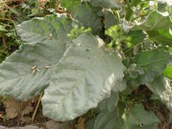 nicotiana_rustica.thumb.jpg.94e7ba6cdbe8b72f734d29c0c50a9926.jpg