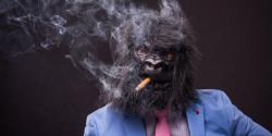 smoking-monkey-cannabis-info-768x384.thumb.jpg.7eadf468d4aac3acd8a7443a840890b6.jpg