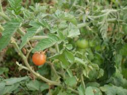 tomate_cereza.thumb.jpg.e835fafa3a9e7e28c5513a132a159ba5.jpg