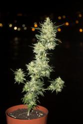 IMG_7789.jpg