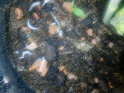 DSC_0539.thumb.JPG.affe737087a5329517c2ccc40f141bae.JPG