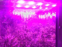 IMG_0303.thumb.JPG.51891bc476fb452a9a2d57cb7245691d.JPG