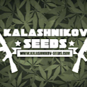 KalashnikovSeeds