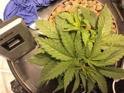 1475_kalashnikov_seeds_siberian_haze1.jpg
