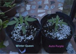 Winter Queen - Auto Purple (20dias)