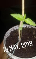 IMG_20180521_224653_475.jpg