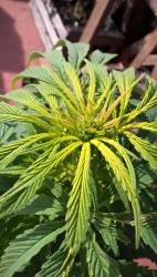 WP_20180626_12_55_40_Pro.thumb.jpg.ddf4c010a5fa2ee6c28ead83d6403616.jpg