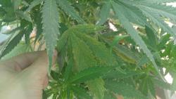 20180728_183730.thumb.jpg.b87eb2071dc78c91f31ac32f412eee7e.jpg