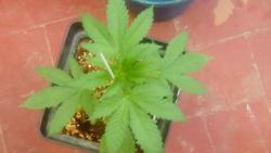 A.KUSH 26-06.jpg