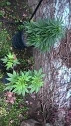 WP_20180712_17_57_51_Pro.thumb.jpg.66d9e86e6843c2aeddfc9f4a7de9f6a1.jpg