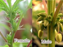 male-female3.jpg