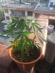 42092159_252163532111125_5022555419030061056_n.thumb.jpg.deb958db99a270e52b091c36ff4aff0f.jpg