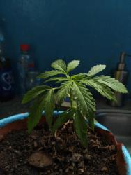 DSC_0063.JPG