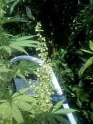 IMG-20180918-WA0001.thumb.jpg.6c60e033ab53317f023dbec04300c161.jpg